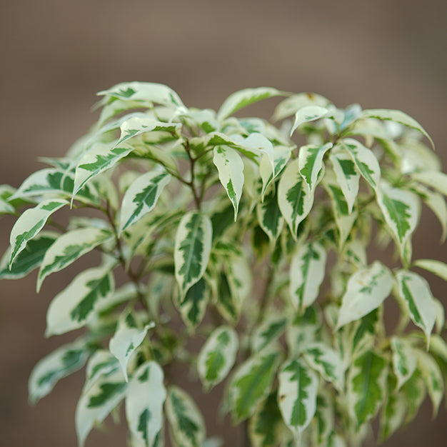 Ficus Benjamina Twilight
