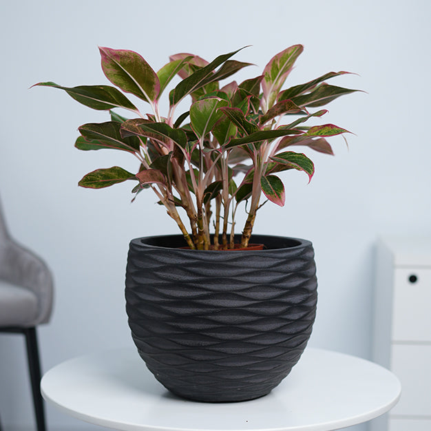 Wave Globe GRC Planter