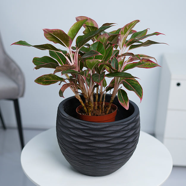 Wave Globe GRC Planter