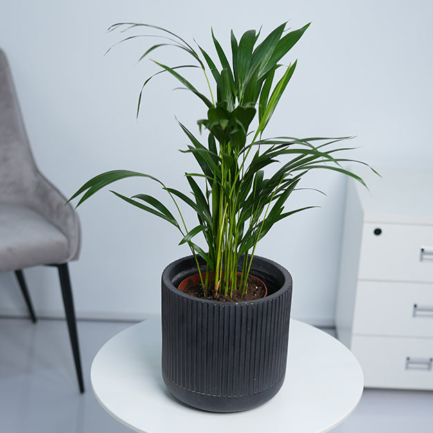 Columbia Cylinder GRC Planter