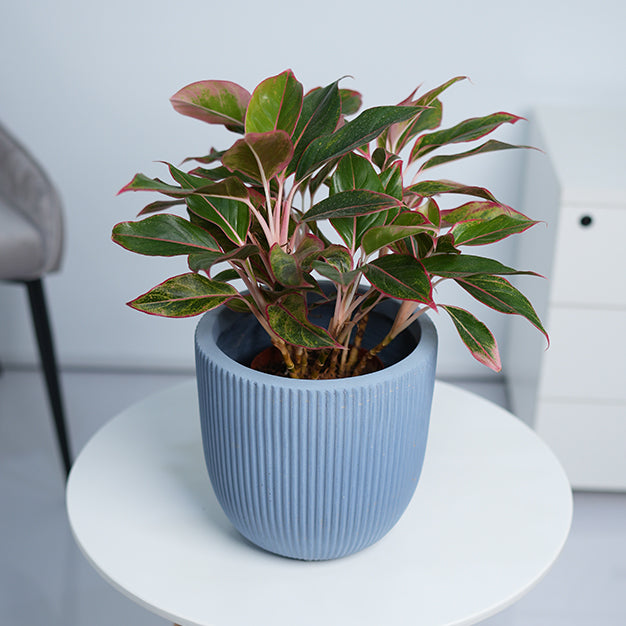 Ripps Bowl GRC Planter