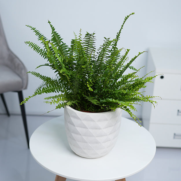 Diamond Egg GRC Planter