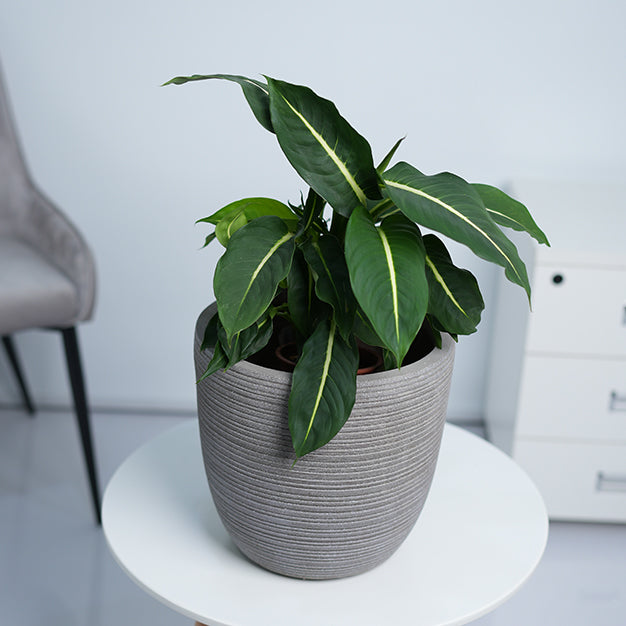Colorado Egg GRC Planter