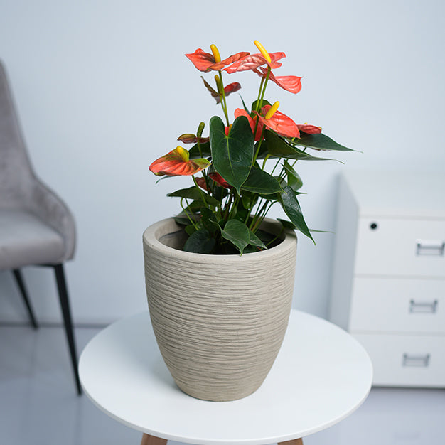 Colorado Classic GRC Planter