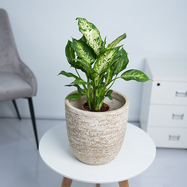 Utah Egg GRC Planter