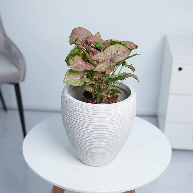 Colorado Belly GRC Planter