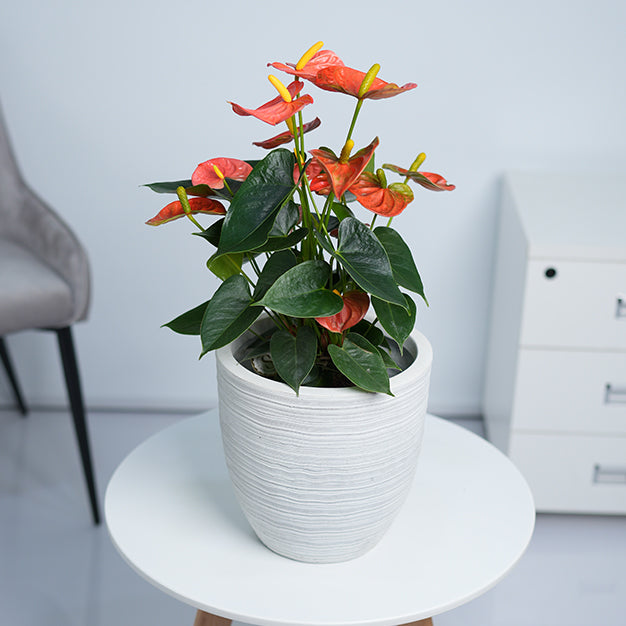 Classic Range GRC Planter