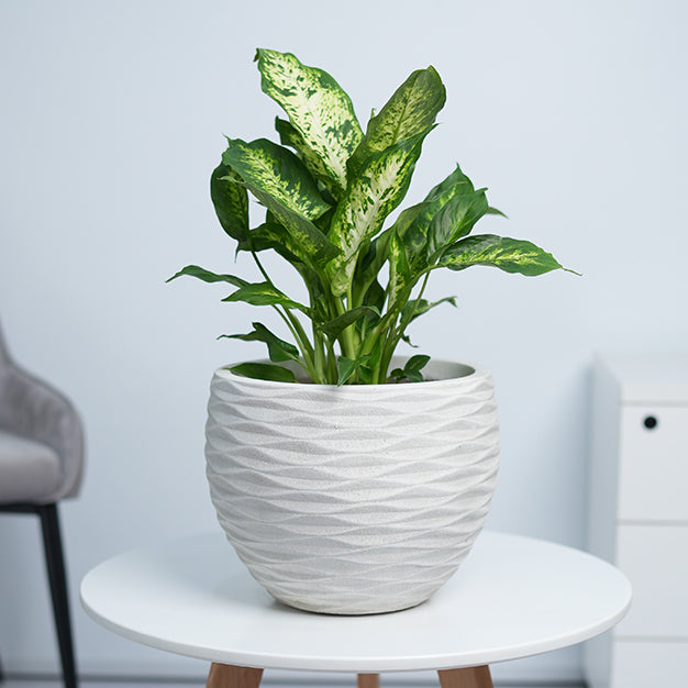 Wave Globe GRC Planter