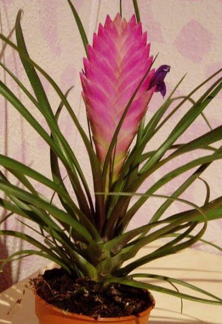 Quill pink plant - Tillandsia Cyanea