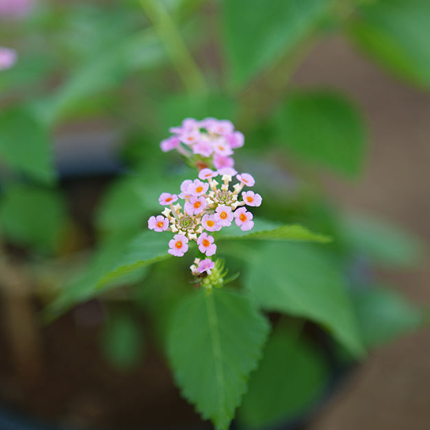Lantana camera