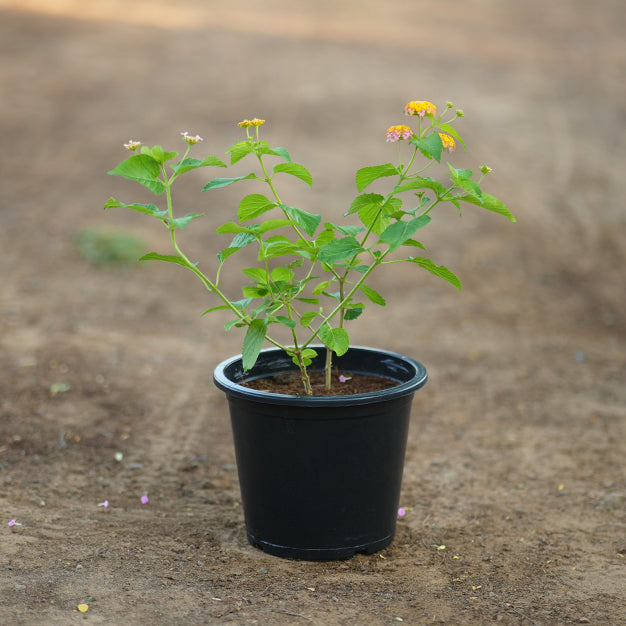 Lantana camera