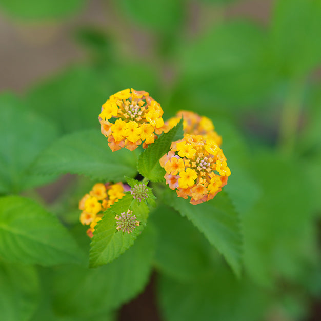 Lantana camera