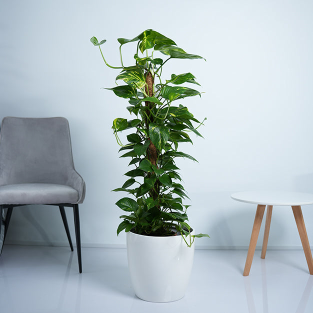 Money Plant