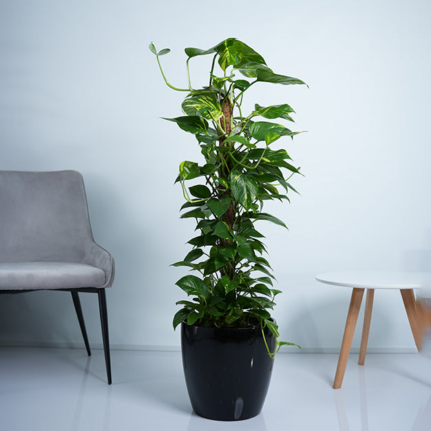 Money Plant
