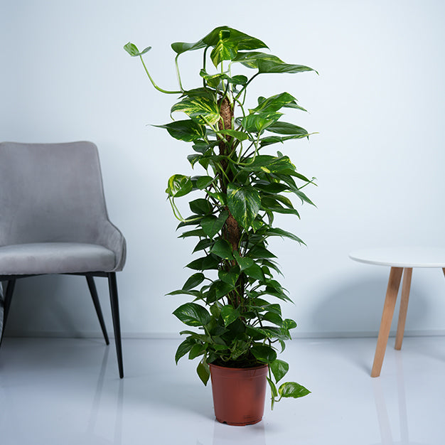 Money Plant