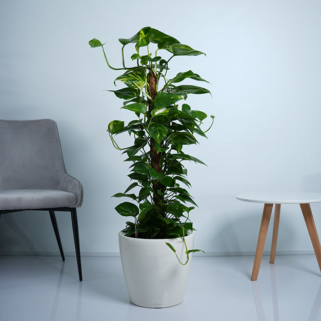 Money Plant