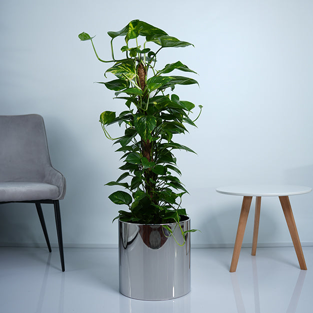 Money Plant