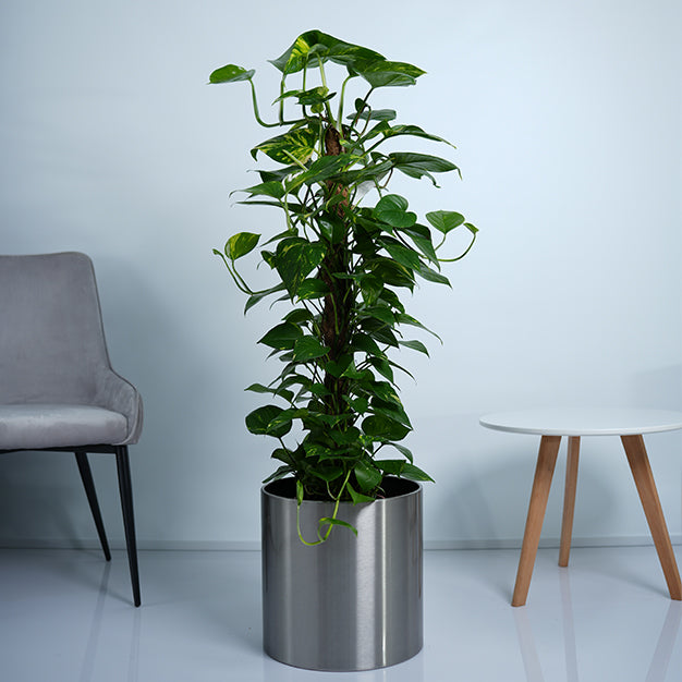 Money Plant
