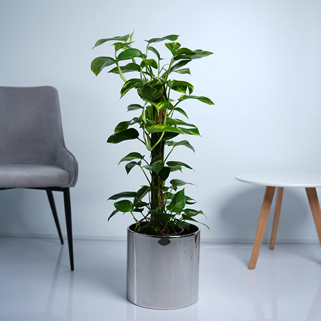 Money Plant