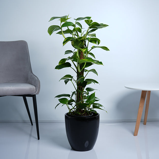 Money Plant