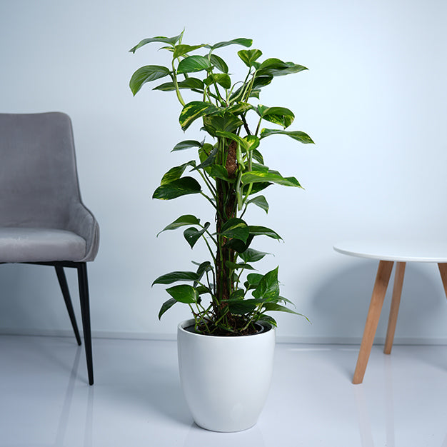Money Plant