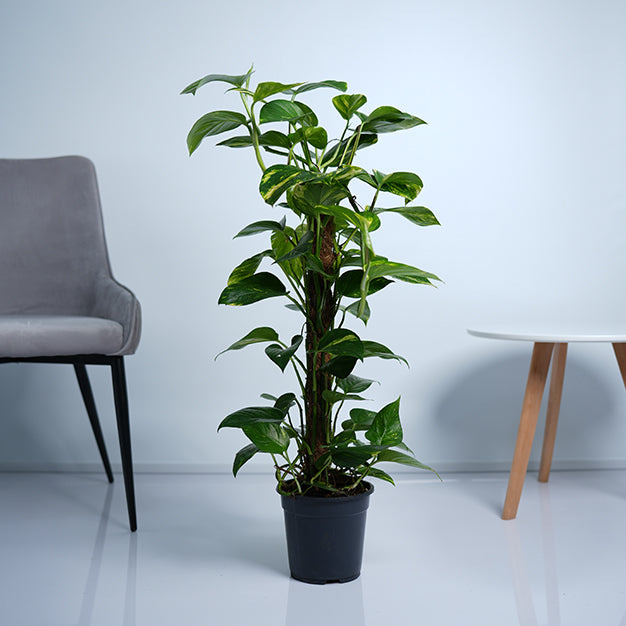 Money Plant