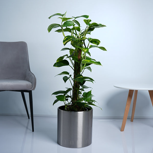 Money Plant