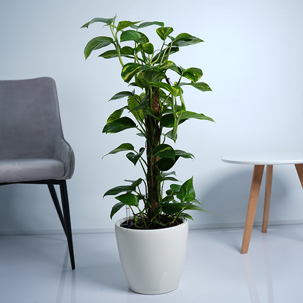 Money Plant