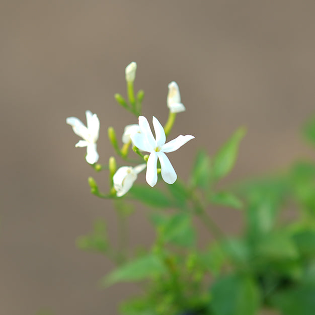 Jasmine