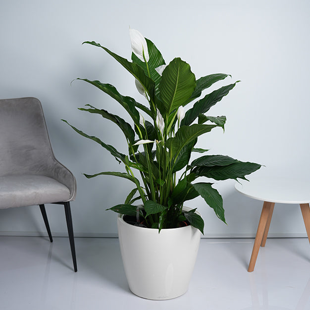 Peace lily