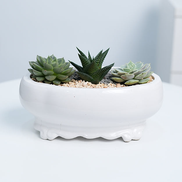 Planting Arrangement 5
