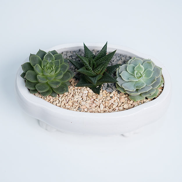 Planting Arrangement 5