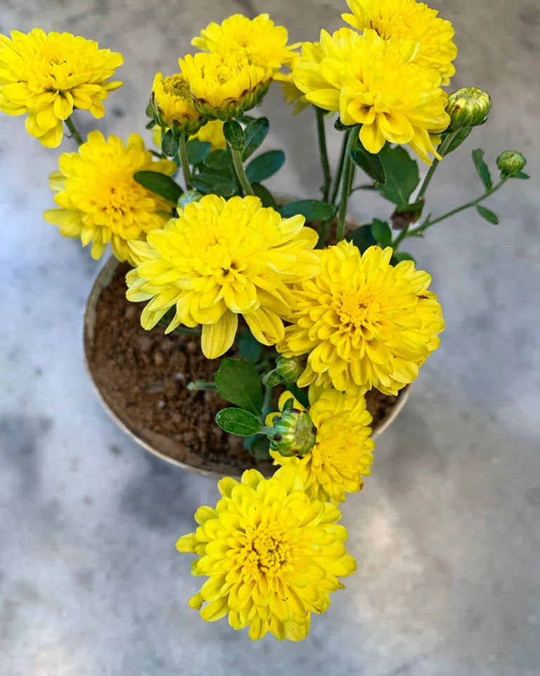 Chrysanthemum