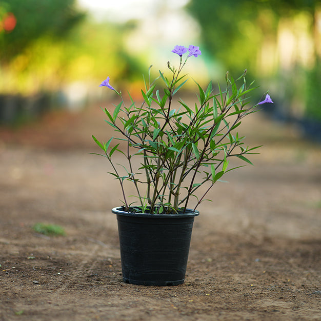 Ruellia