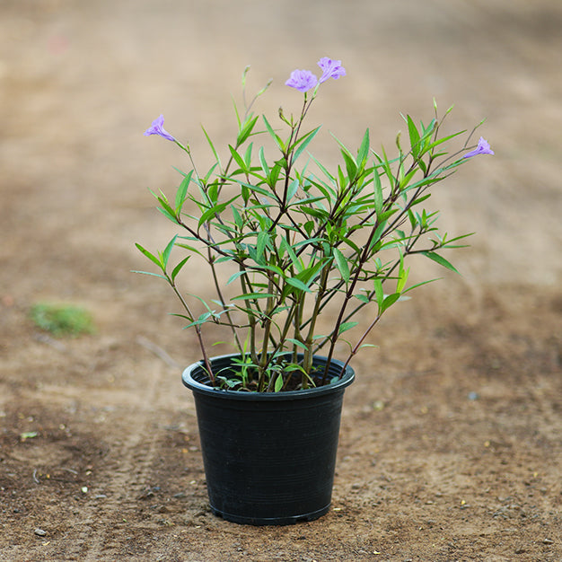 Ruellia