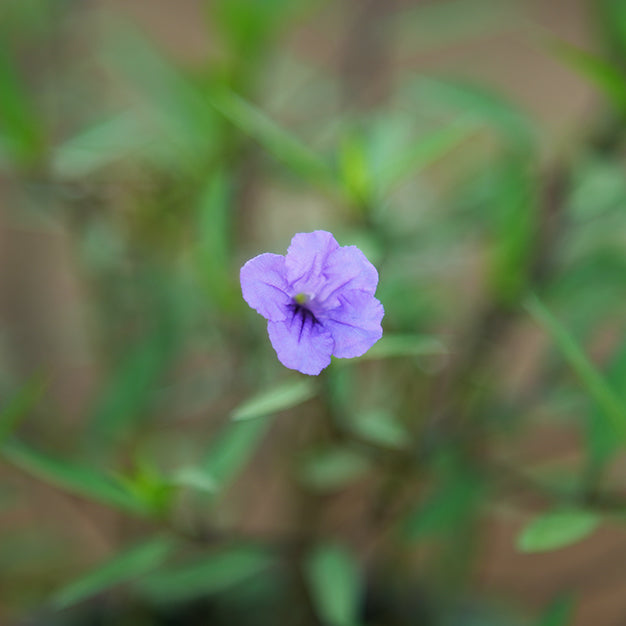 Ruellia