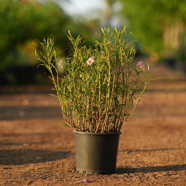Ruellia