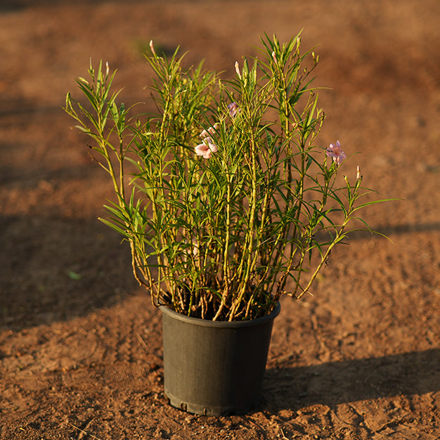 Ruellia
