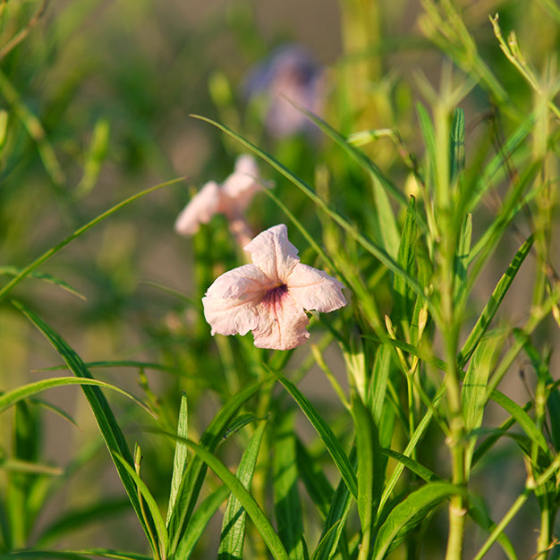 Ruellia
