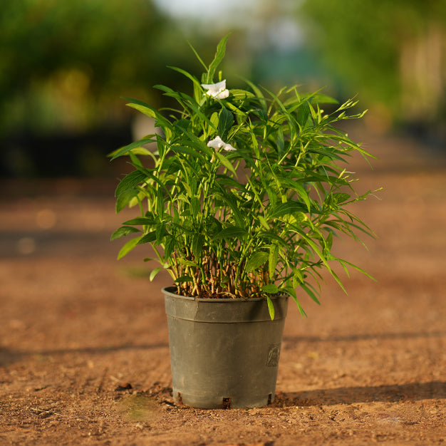 Ruellia