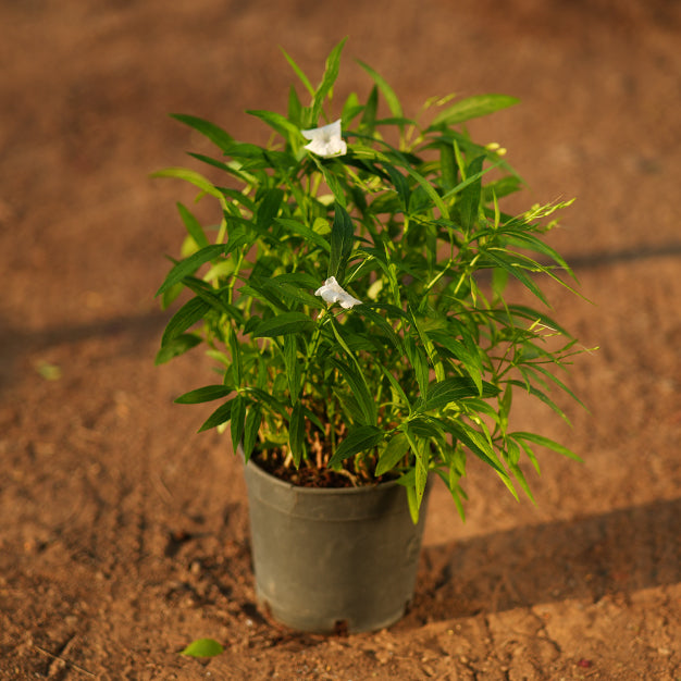 Ruellia