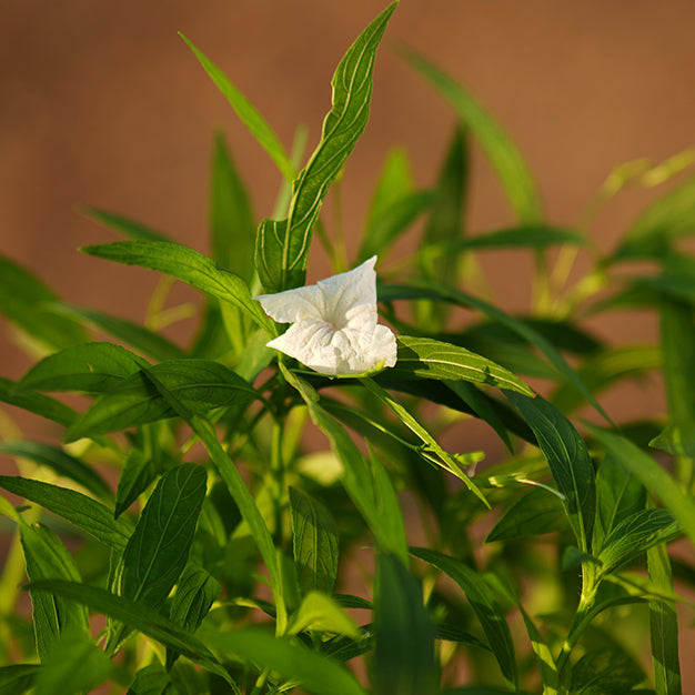 Ruellia