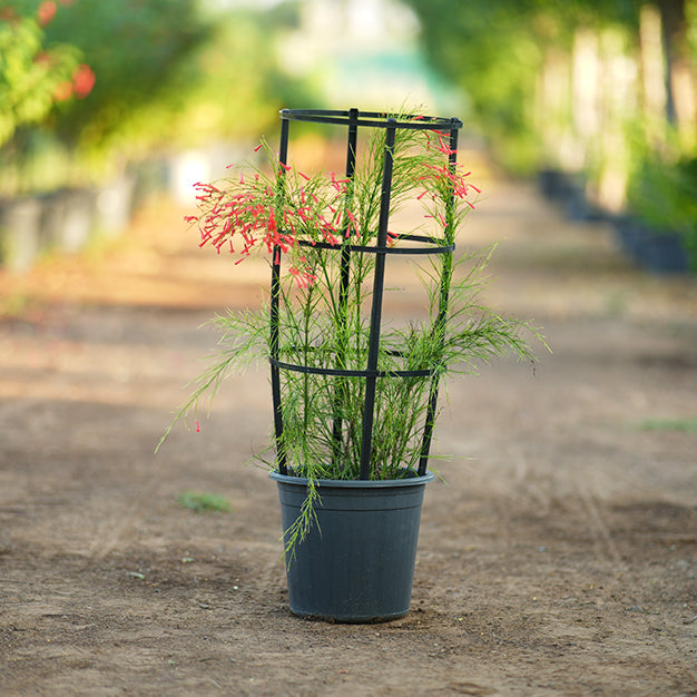 Firecracker Plant