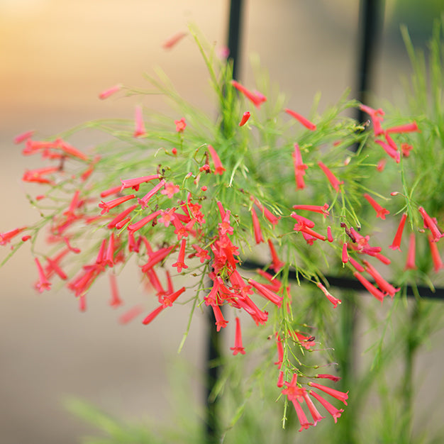 Firecracker Plant