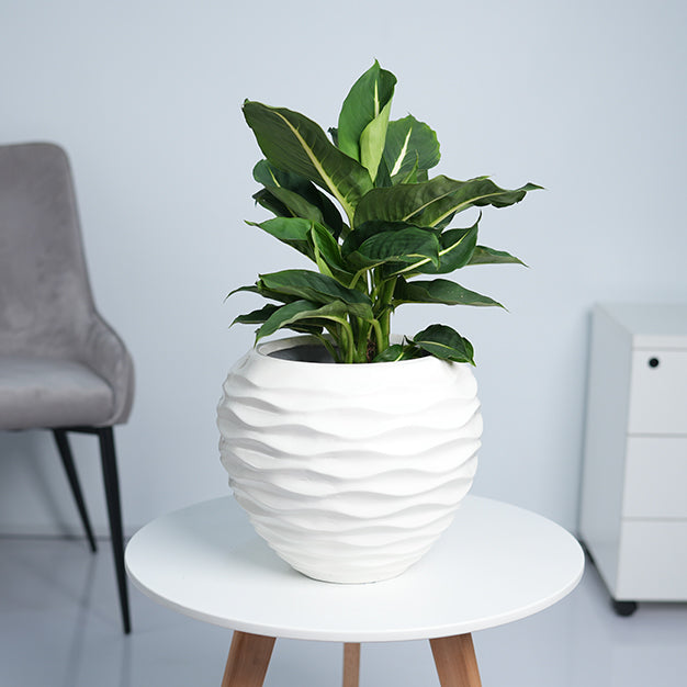 Wave Bowl