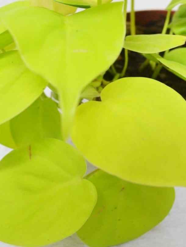 Philodendron Micans Lime 