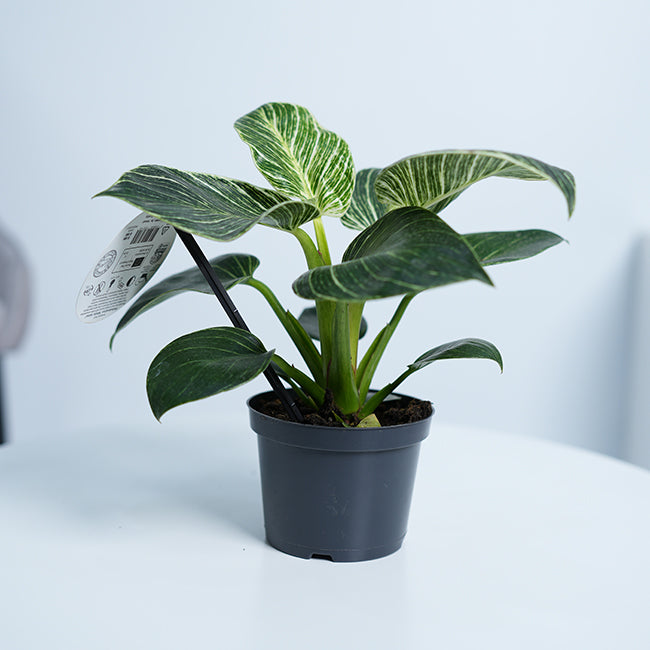 philodendron measure Philodendron White Measure