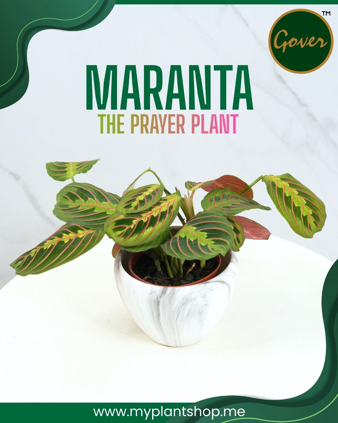 Maranta – Prayer Plant Indoor Decorative Plant Dubai UAE (Without pot)
