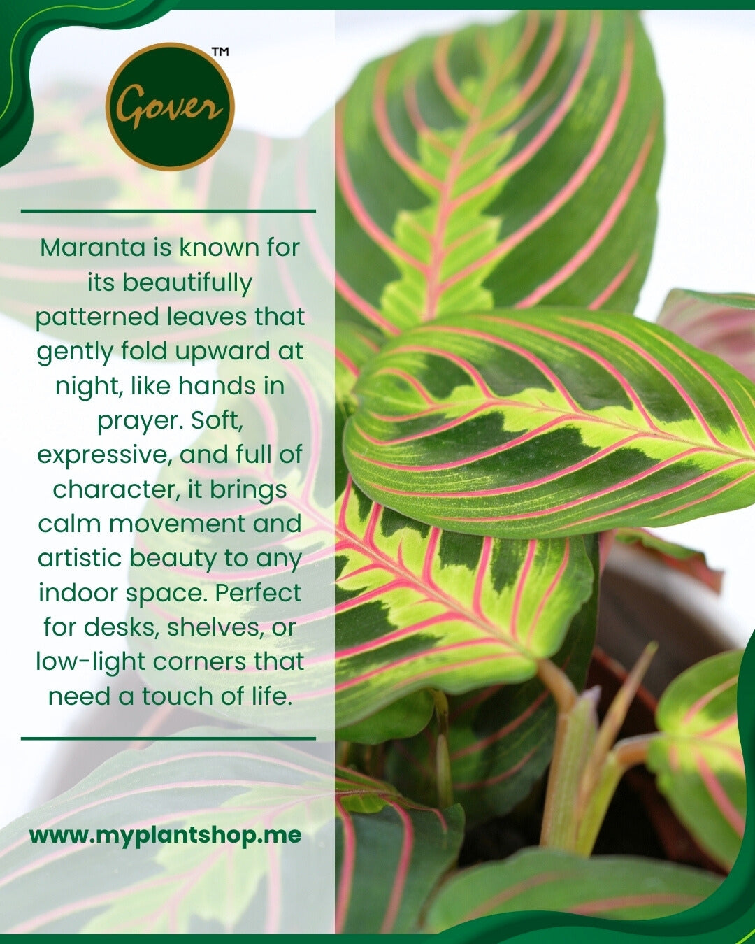 Maranta – Prayer Plant Indoor Decorative Plant Dubai UAE (Without pot)