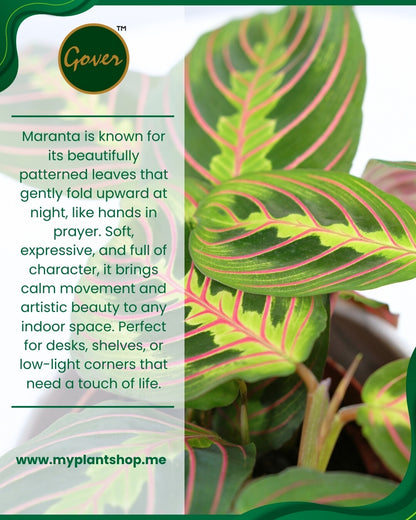 Maranta – Prayer Plant Indoor Decorative Plant Dubai UAE (Without pot)